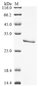 Greater than 90% as determined by SDS-PAGE.Recombinant Tetronarce Californica Acetylcholine Receptor Subunit Alpha (CHRNA1) Protein (His&Myc)