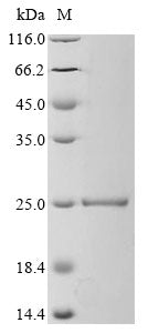Greater than 90% as determined by SDS-PAGE.Recombinant Tetronarce Californica Acetylcholine Receptor Subunit Alpha (CHRNA1)