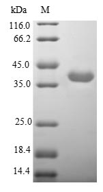 Greater than 90% as determined by SDS-PAGE.Recombinant Human Neuronal Acetylcholine Receptor Subunit Alpha-3 (CHRNA3) Protein (His-SUMO&Myc)