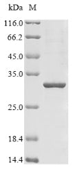Greater than 85% as determined by SDS-PAGE.Recombinant Human Neuronal Acetylcholine Receptor Subunit Alpha-7 (CHRNA7) Protein (His)