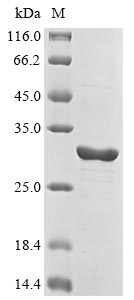 Greater than 85% as determined by SDS-PAGE.Recombinant Human Neuronal Acetylcholine Receptor Subunit Beta-2 (CHRNB2) Protein (His-V5)