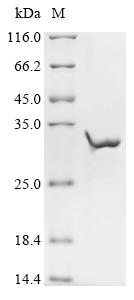 Greater than 90% as determined by SDS-PAGE.Recombinant Human Acetylcholine Receptor Subunit Epsilon (CHRNE) Protein (His&Myc)