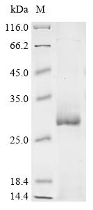 Greater than 85% as determined by SDS-PAGE.Recombinant Human Acetylcholine Receptor Subunit Gamma (CHRNG) Protein (His)