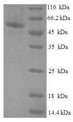 Greater than 90% as determined by SDS-PAGE.