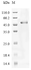 Greater than 85% as determined by SDS-PAGE.Recombinant Human Cartilage Intermediate Layer Protein 2 (CILP2) Protein (His-GST&Myc)