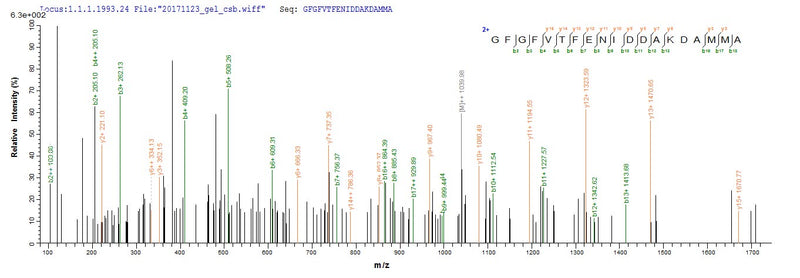 Based on the SEQUEST from database of E.coli host and target protein, the LC-MS/MS Analysis result of this product could indicate that this peptide derived from E.coli-expressed Mus musculus (Mouse) Cirbp.Recombinant Mouse Cold-Inducible Rna-Binding Protein (CIRBP) Protein (His)