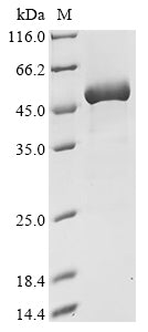 Greater than 90% as determined by SDS-PAGE.Recombinant Mouse Creatine Kinase M-Type (CKM) Protein (His)