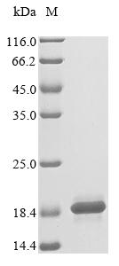 Greater than 90% as determined by SDS-PAGE.