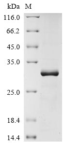 Greater than 85% as determined by SDS-PAGE.Recombinant Human Claudin-18 (CLDN18) Protein (GST)