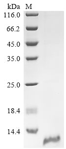 Greater than 90% as determined by SDS-PAGE.Recombinant Human Claudin-18 (CLDN18) Protein (His)