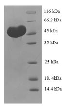 Greater than 90% as determined by SDS-PAGE.Recombinant Human C-Type Lectin Domain Family 18 Member A (CLEC18A) Protein (His-SUMO)