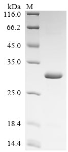 Greater than 90% as determined by SDS-PAGE.Recombinant Human Tetranectin (CLEC3B) Protein (His)