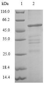 Greater than 90% as determined by SDS-PAGE.Recombinant Human Chloride Intracellular Channel Protein 4 (CLIC4) Protein (GST)