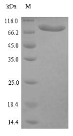 Greater than 90% as determined by SDS-PAGE.