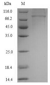 Greater than 90% as determined by SDS-PAGE.Recombinant Human Clathrin Interactor 1 (CLINT1) Protein (His-SUMO)