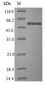 Greater than 85% as determined by SDS-PAGE.