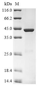 Greater than 85% as determined by SDS-PAGE.