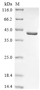 Greater than 90% as determined by SDS-PAGE.