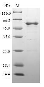 Greater than 90% as determined by SDS-PAGE.