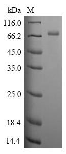 Greater than 85% as determined by SDS-PAGE.