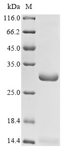 Greater than 85% as determined by SDS-PAGE.Recombinant Mesocricetus Auratus Clusterin (CLU) Protein (His&Myc)