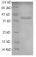 Greater than 90% as determined by SDS-PAGE.