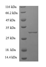 Greater than 90% as determined by SDS-PAGE.Recombinant Mouse Chymase (CMA1) Protein (His)