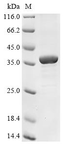 Greater than 85% as determined by SDS-PAGE.Recombinant Human Chemokine-Like Receptor 1 (CMKLR1) Protein (His-GST&Myc)
