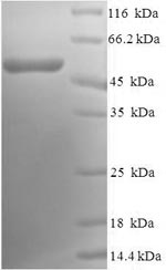 Greater than 90% as determined by SDS-PAGE.