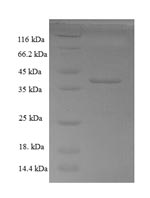 Greater than 90% as determined by SDS-PAGE.