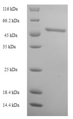 Greater than 90% as determined by SDS-PAGE.