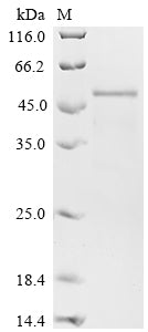 Greater than 85% as determined by SDS-PAGE.Recombinant Human Collagen alpha-1 (COL11A1) Protein (His-GST)