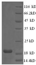 Greater than 90% as determined by SDS-PAGE.