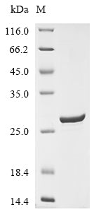 Greater than 90% as determined by SDS-PAGE.Recombinant Human Collagen alpha-1 (COL15A1) Protein (His)