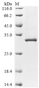 Greater than 85% as determined by SDS-PAGE.Recombinant Mouse Collagen alpha-1 (COL4A1) Protein (His)