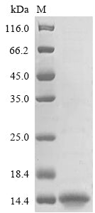 Greater than 85% as determined by SDS-PAGE.