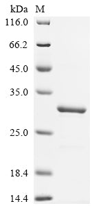 Greater than 90% as determined by SDS-PAGE.Recombinant Mouse Cytochrome C Oxidase Subunit 5A, Mitochondrial (COX5A) Protein (His-SUMO)