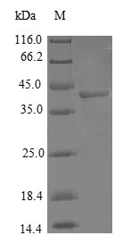 Greater than 90% as determined by SDS-PAGE.