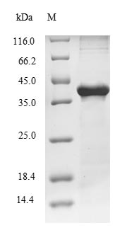 Greater than 85% as determined by SDS-PAGE.