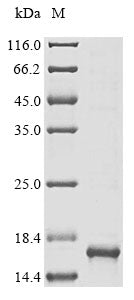 Greater than 85% as determined by SDS-PAGE.Recombinant Human Carboxypeptidase D (CPD) Protein (His&Myc)
