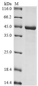 Greater than 85% as determined by SDS-PAGE.Recombinant Human Carboxypeptidase E (CPE) Protein (His-GST&Myc)