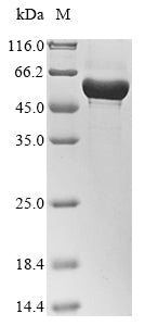 Greater than 85% as determined by SDS-PAGE.