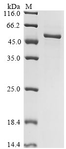 Greater than 85% as determined by SDS-PAGE.Recombinant Human Carboxypeptidase N Catalytic Chain (CPN1) Protein (His)