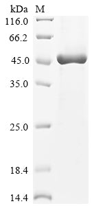 Greater than 85% as determined by SDS-PAGE.