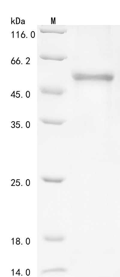 Greater than 90% as determined by SDS-PAGE.
