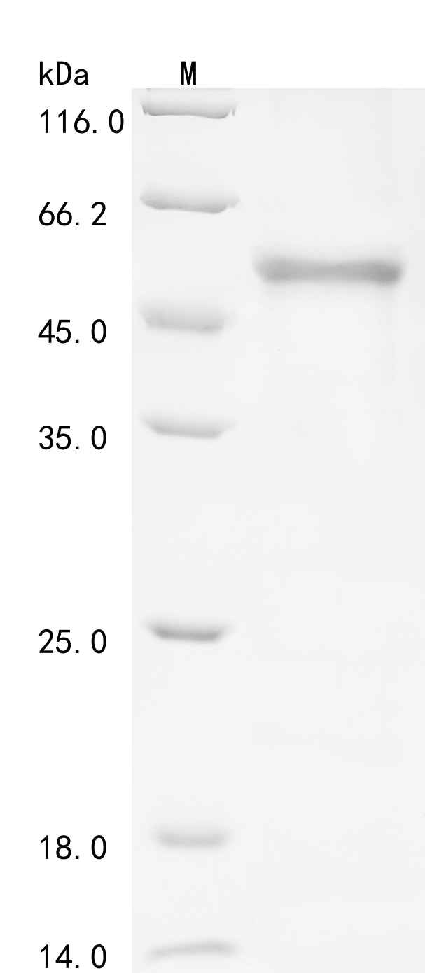 Greater than 90% as determined by SDS-PAGE.