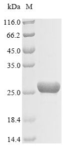 Greater than 85% as determined by SDS-PAGE.Recombinant Rat Carbamoyl-Phosphate Synthase [Ammonia], Mitochondrial (CPS1) Protein (His&Myc)