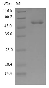 Greater than 90% as determined by SDS-PAGE.