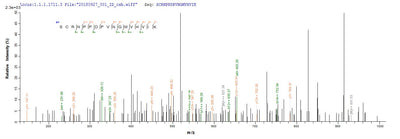 Based on the SEQUEST from database of E.coli host and target protein, the LC-MS/MS Analysis result of this product could indicate that this peptide derived from E.coli-expressed Homo sapiens (Human) CR1.Recombinant Human Complement Receptor Type 1 (CR1) Protein (GST)