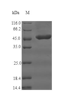 Greater than 90% as determined by SDS-PAGE.Recombinant Human Complement Receptor Type 1 (CR1) Protein (GST)